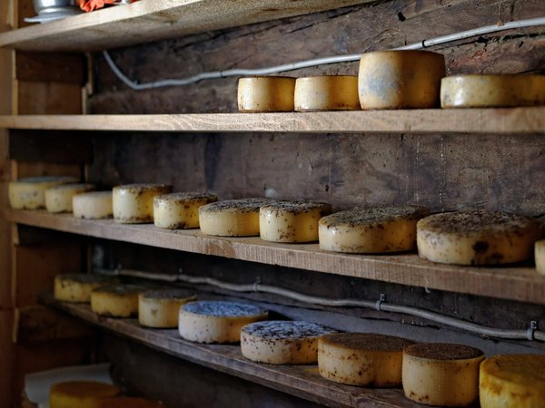 Devenir maître fromager : un parcours de formation unique